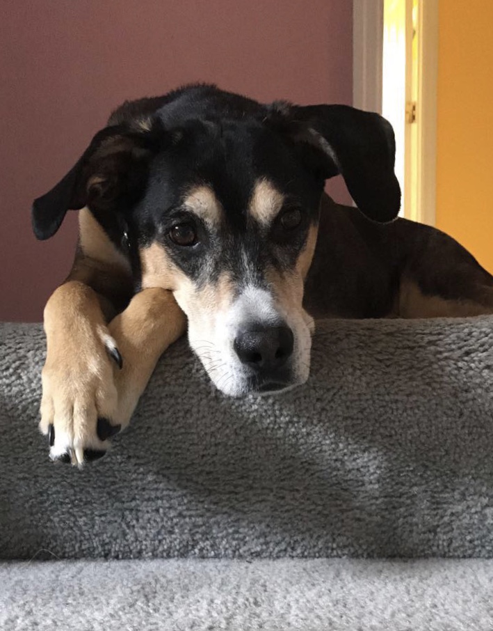 pic of dog on stairs